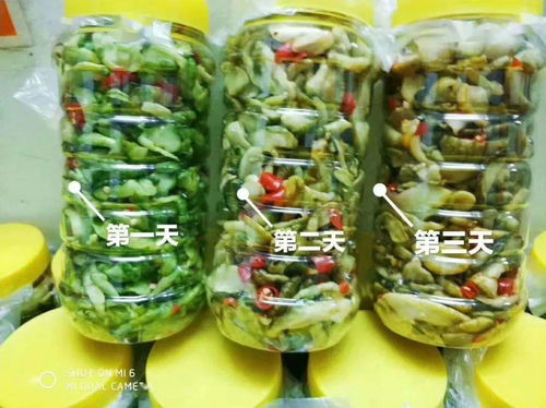 零投資高回報(bào)，攜手賀州壽城，共筑地瓜產(chǎn)業(yè)新篇章