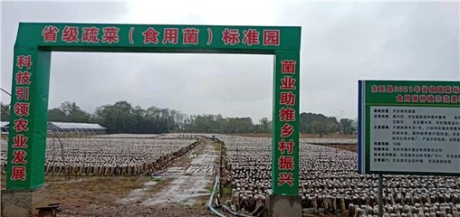 東至縣創(chuàng)建省級(jí)蔬菜園 深化初加工，繪就鄉(xiāng)村振興新藍(lán)圖