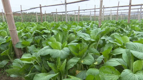 富陽農(nóng)產(chǎn)品 手機(jī)一掃，身世無隱私，食用農(nóng)產(chǎn)品初加工全透明